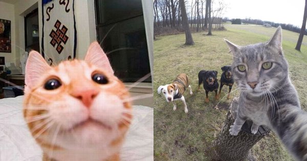 Селфи кота с машиной