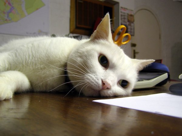 Уставший котик