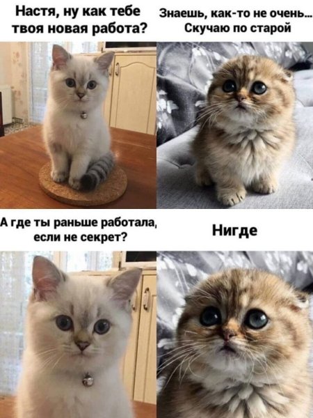 Смешные мемы с котами