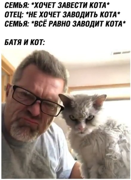 Батя и кот