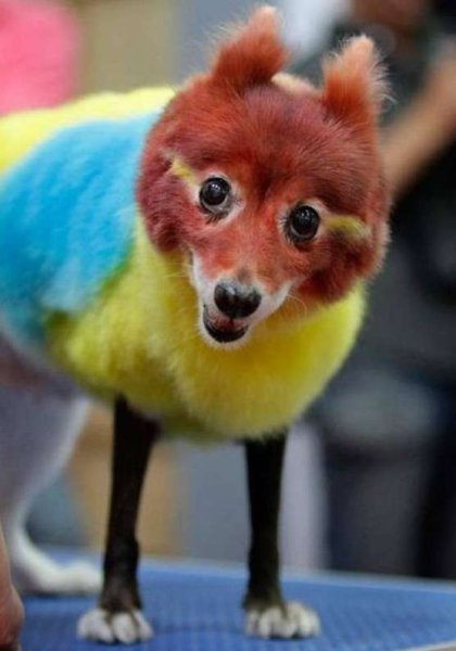 Креативная стрижка шпица