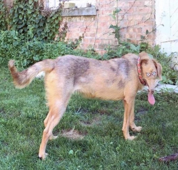 Собака без туловища