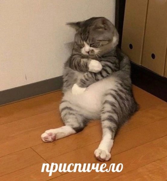 Кот спит сидя