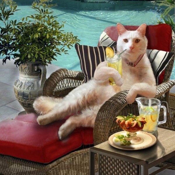 Кот с коктейлем