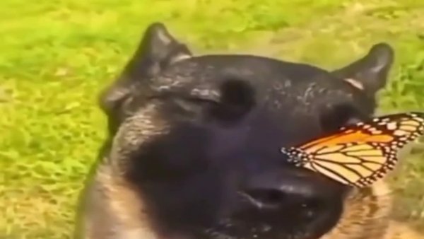 Самака с бабочкой на носу