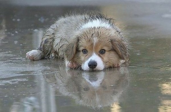 Щенок под дождиком промок