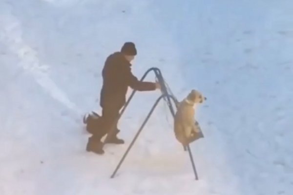 Собака на качельке