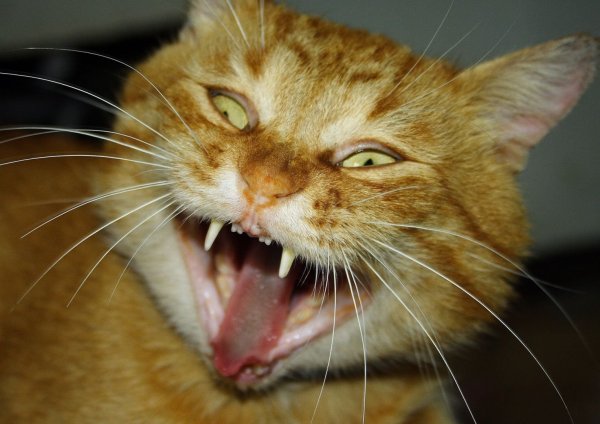 Бешеный кот