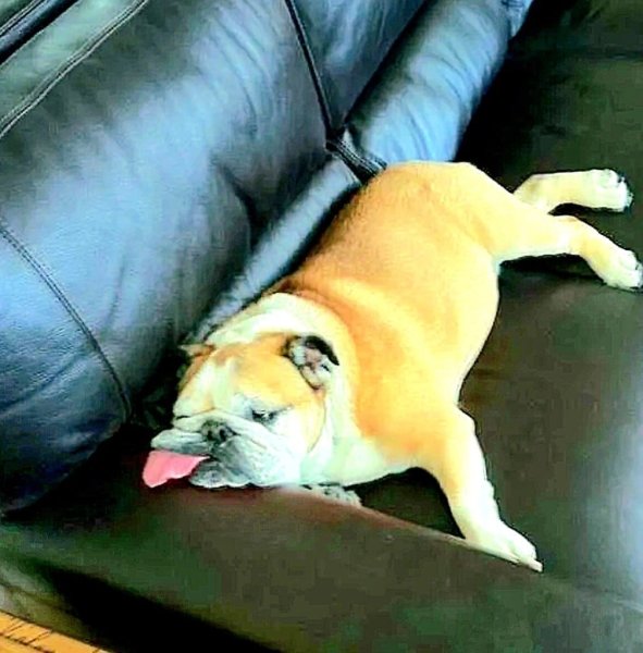 Усталая собака