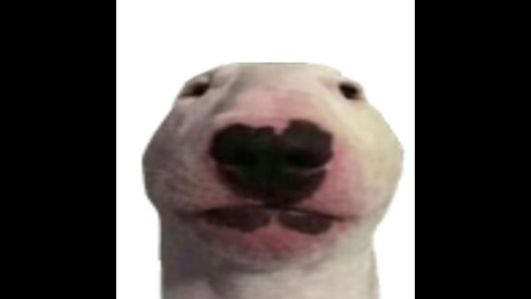 Лицо белой собаки