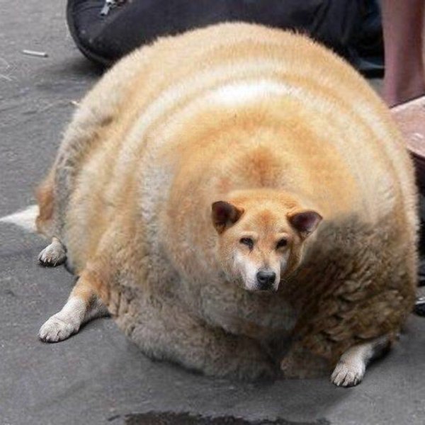 Самая толстая собака в мире