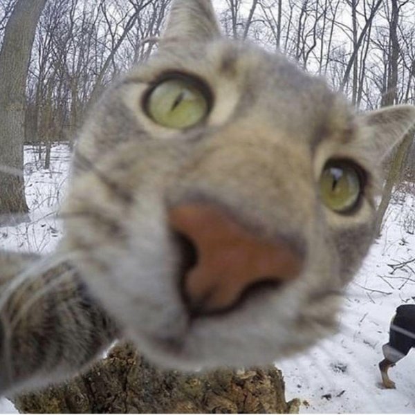 Кот селфи
