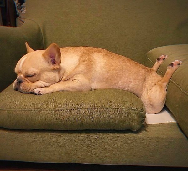 Уставшие животные прикольные