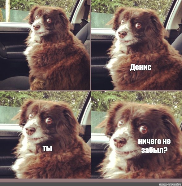 Включай Шуфика собака