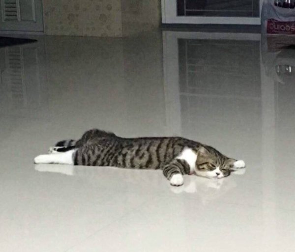 Среда котики