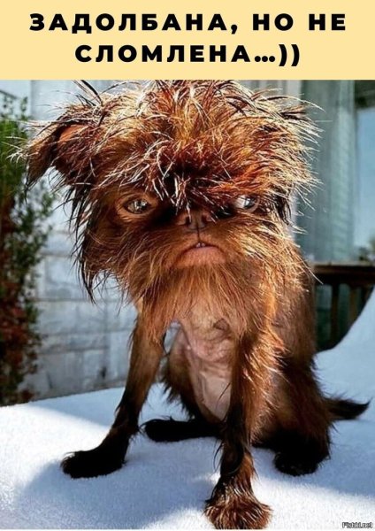 Смешная лохматая собака