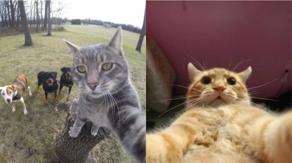 Селфи кота с БМВ