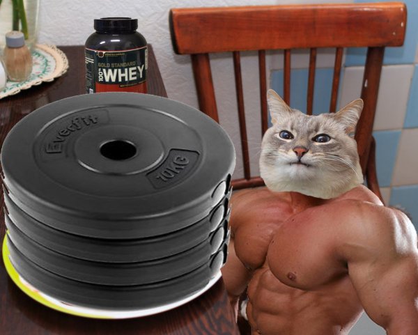Кот бодибилдер