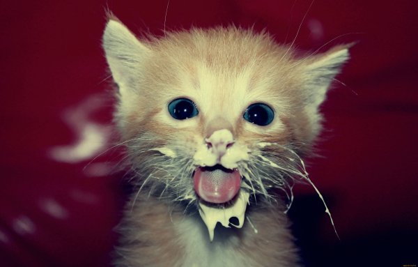 Котенок испачкался