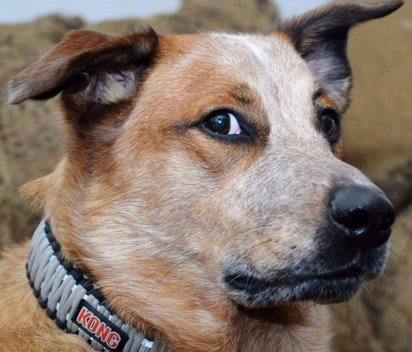 Хитрый взгляд собаки