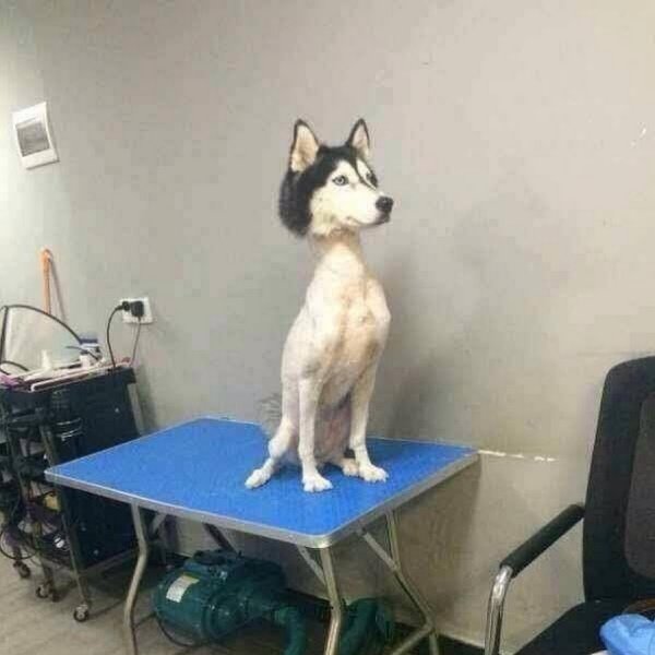 Не стригите хаски