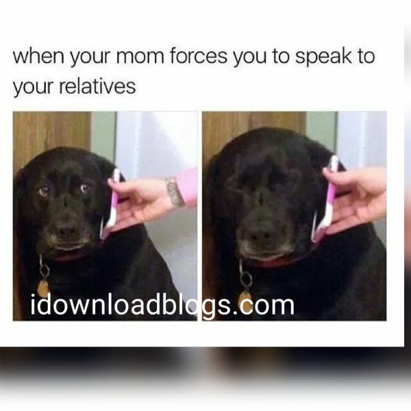 Собака с телефоном мэм