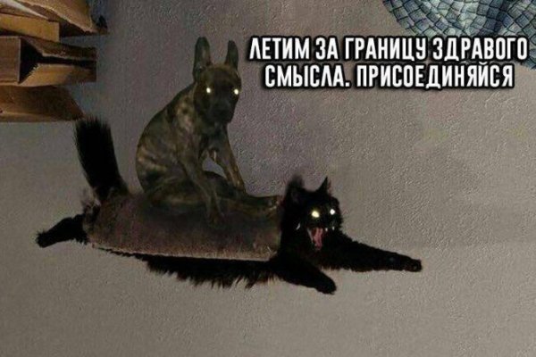 Летающий черный кот Мем