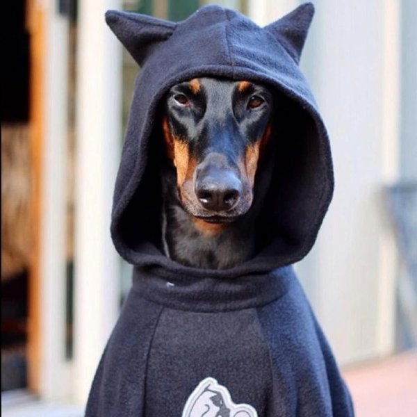 Доберман собака