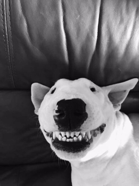 Смешная собака улыбается