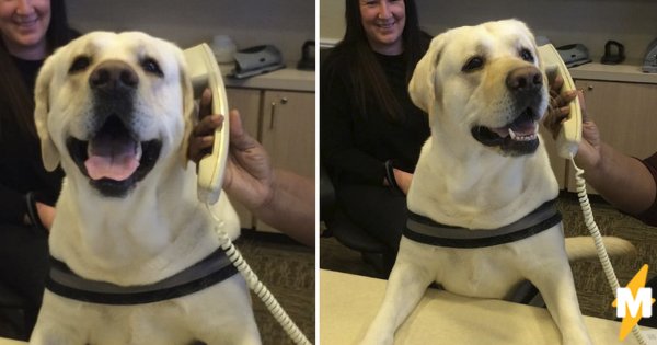 Пес с телефоном Мем