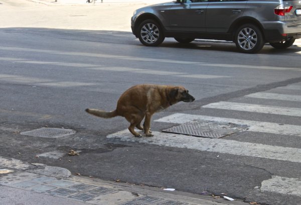 Собака какает на улице