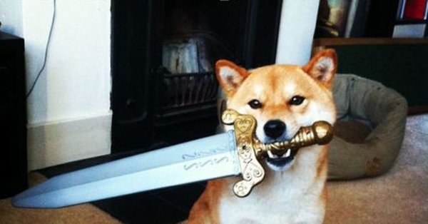 Шиба ину катана