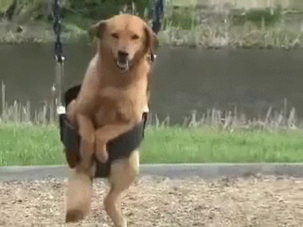 Собака гифка