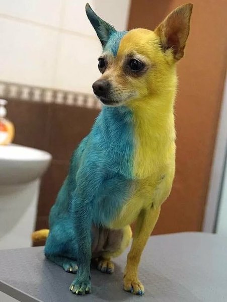 Желто синяя собака