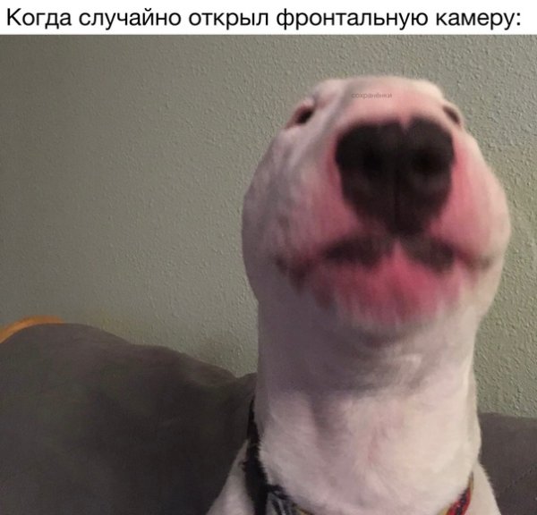 Бультерьер gif