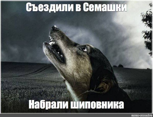 Собака лает Мем