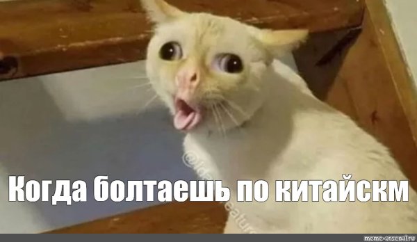 Кот с высунутым языком Мем