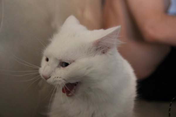 Сонный кот Мем