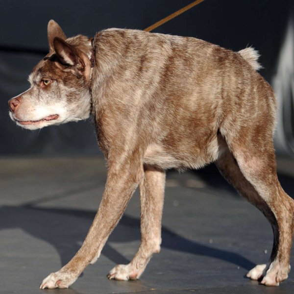 Сутулая овчарка Квазимодо