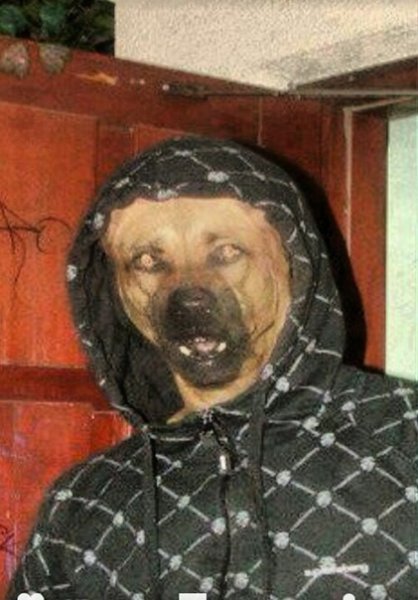 Пес в капюшоне