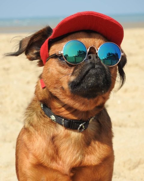 Крутая собачка в очках