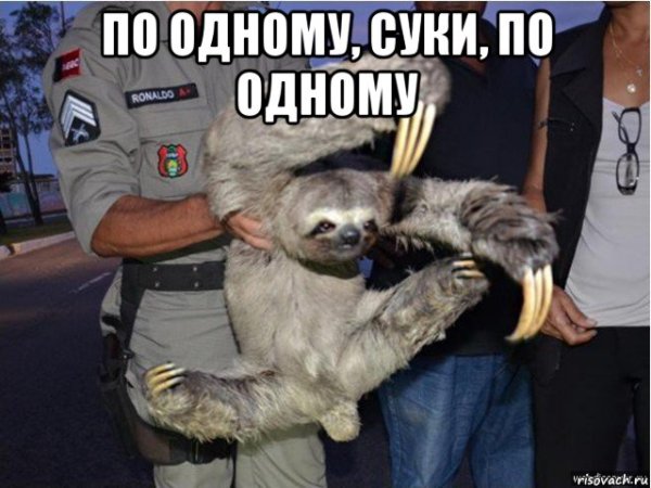 Ленивец на руках