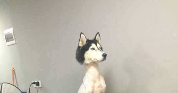 Побритая хаски