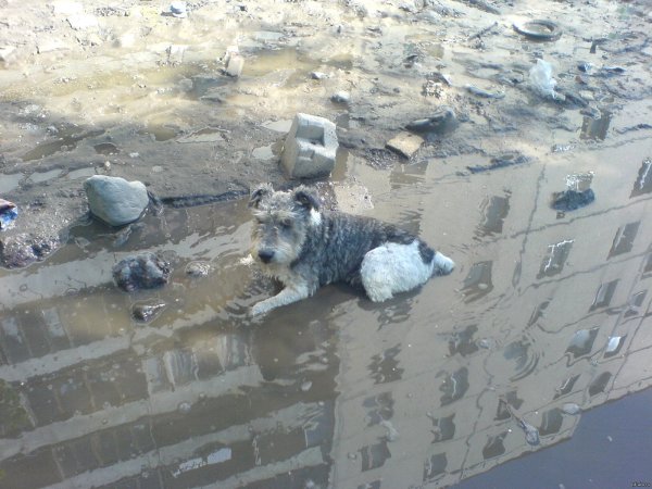 Собака в луже