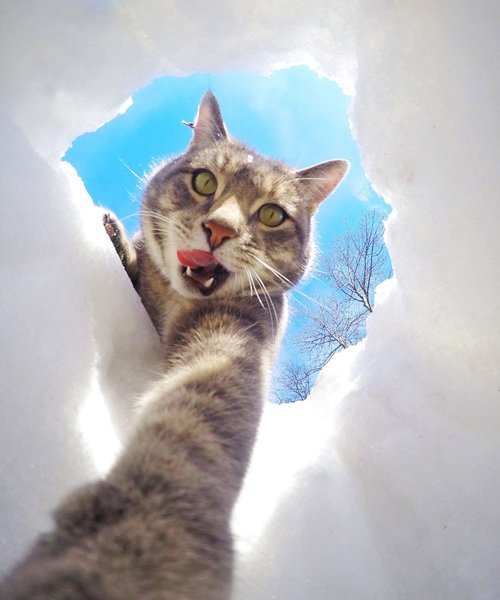 Кот селфи