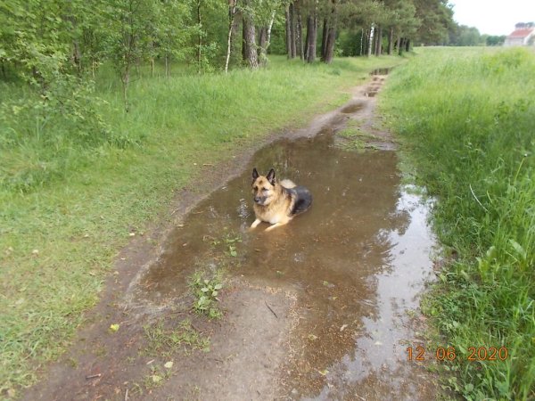 Щенок в луже