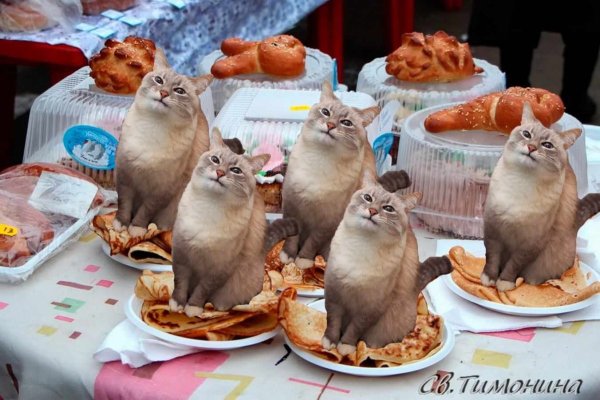 Кошка с блинами