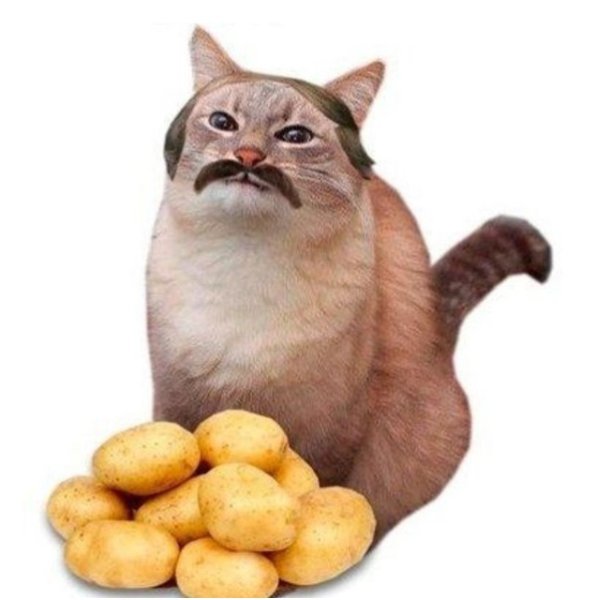 Кот с блинами Мем