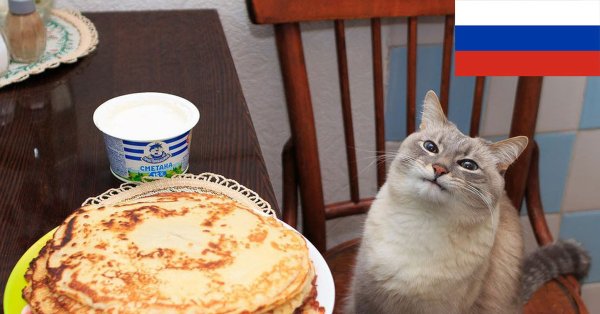 Кот блины на столе