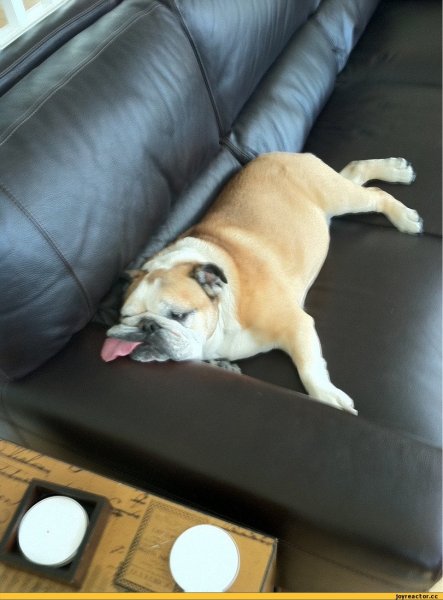 Диван для собаки